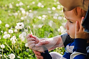 Dandelion nature child little cute. kid small