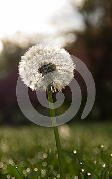 Dandelion