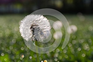 Dandelion
