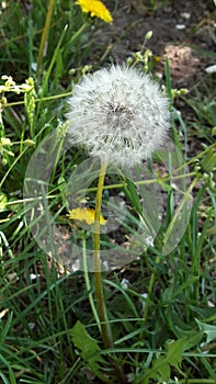 Dandelion