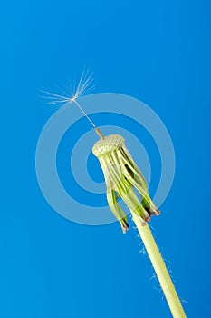 Dandelion with one seed on a blue background