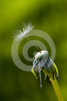 Dandelion with only one seed in the wind