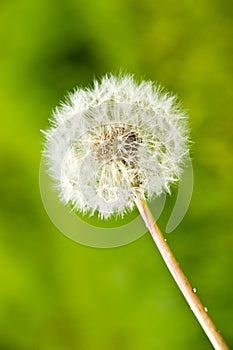 Dandelion over green background