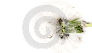 Dandelion over white
