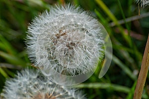 Dandelion pappus against a natural green background.