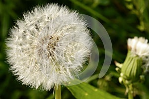 Dandelion pappus, Baden Wuttenberg