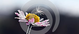 Dandelion pappus on the daisy, Bellis perennis