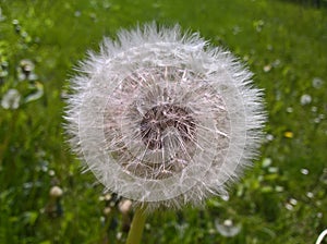 Dandelion Pappus Flower Structure