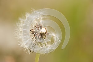 Dandelion - Partial Seedpod