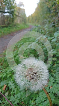 Dandelion on path in hedgerow