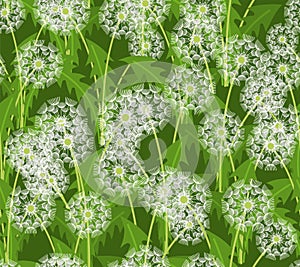 Dandelion pattern seamless. blowball background. flowers texture