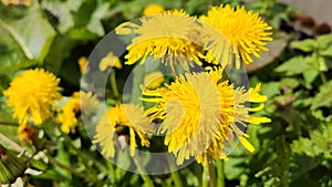 Dandelion petals close-up