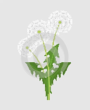 Dandelion pixel art. 8 bit blowball flower vector illustration