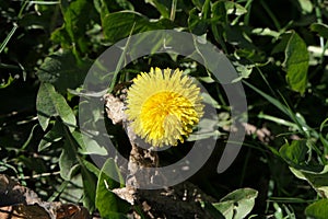 Dandelion - a plant with basal leaves and large inflorescences-baskets.