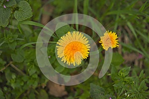 Dandelion plant in bloom vivid colors yellow and greens patterns