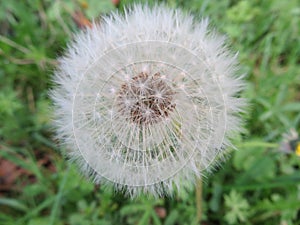 Dandelion plant delicacy beautiful soft weak air photo