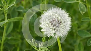 dandelion plant and devil feather in nature,Dandelion pappus close-up