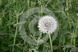 dandelion plant and devil feather in nature,Dandelion pappus close-up