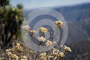 Dandelion plant on the edge of a ravine in PeÃÂ±a in the open state of Hidalgo