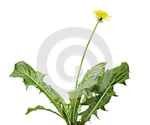 dandelion plant with flower isolated on white