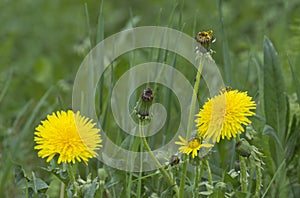 Dandelion plant with a fluffy yellow bud. Yellow dandelion flower growing in the ground