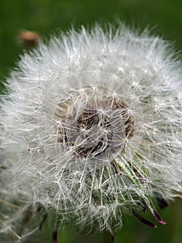 Dandelion plant gone to seed