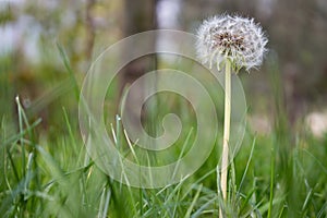 The dandelion is a plant with its purifying and anti-inflammatory properties