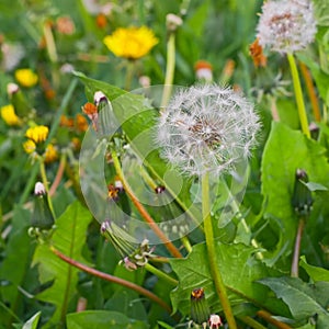 Dandelion plant with ripe seeds ready for distribution on foreground
