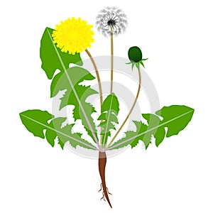 A dandelion plant with roots isolated on a white background.