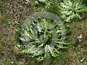 dandelion plant scient. name Taraxacum officinale flat view