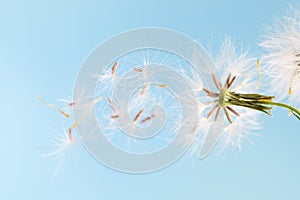 Dandelion plant with seeds isolated