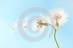 Dandelion plant with seeds isolated on blue