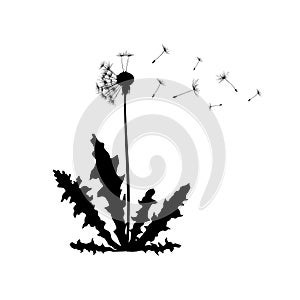 Dandelion plant spreading seeds in wind. Dandelion silhouette vector flat illustration isolated on white background.