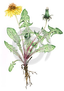 Dandelion plant Taraxacum officinale botanical drawing