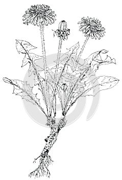 Dandelion plant Taraxacum officinale botanical drawing photo