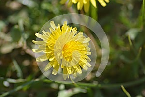 Dandelion Plant With Thier Yellow Flower