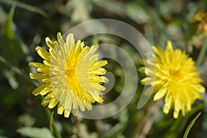 Dandelion Plant With Thier Yellow Flower