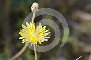 Dandelion Plant With Thier Yellow Flower