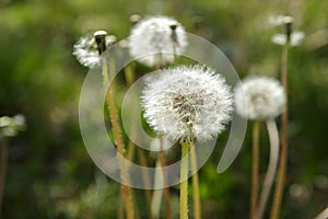 Dandelion Plants gone to Seed, Weeds
