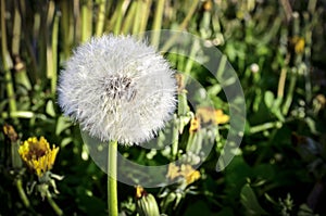 Dandelion plume