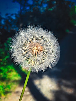 Dandelion portrait