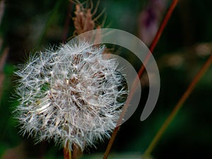 Dandelion Puffs on blurred background