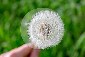 Dandelion after the rain