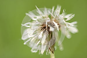 Dandelion after rain. With drops.