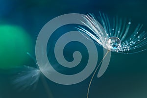 Dandelion in the rain. Macro of dandelion with drops of water or dew. Soft selective focus