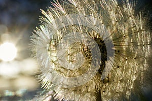 Dandelion in the rays of the setting sun.