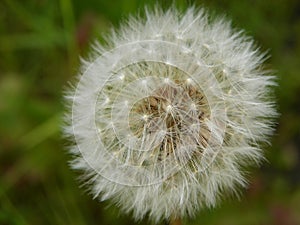 Dandelion ready to seed