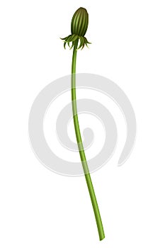 Dandelion. Realistic flower. Summer natural season element, beautiful grass. Vector icon illustration isolated on white