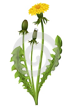 Dandelion. Realistic yellow flower with leaf. Summer natural season element, beautiful grass. Vector icon illustration