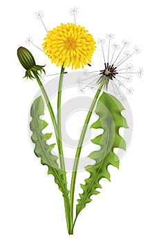 Dandelion. Realistic yellow flower with leaf. Summer natural season element, beautiful grass. Vector icon illustration